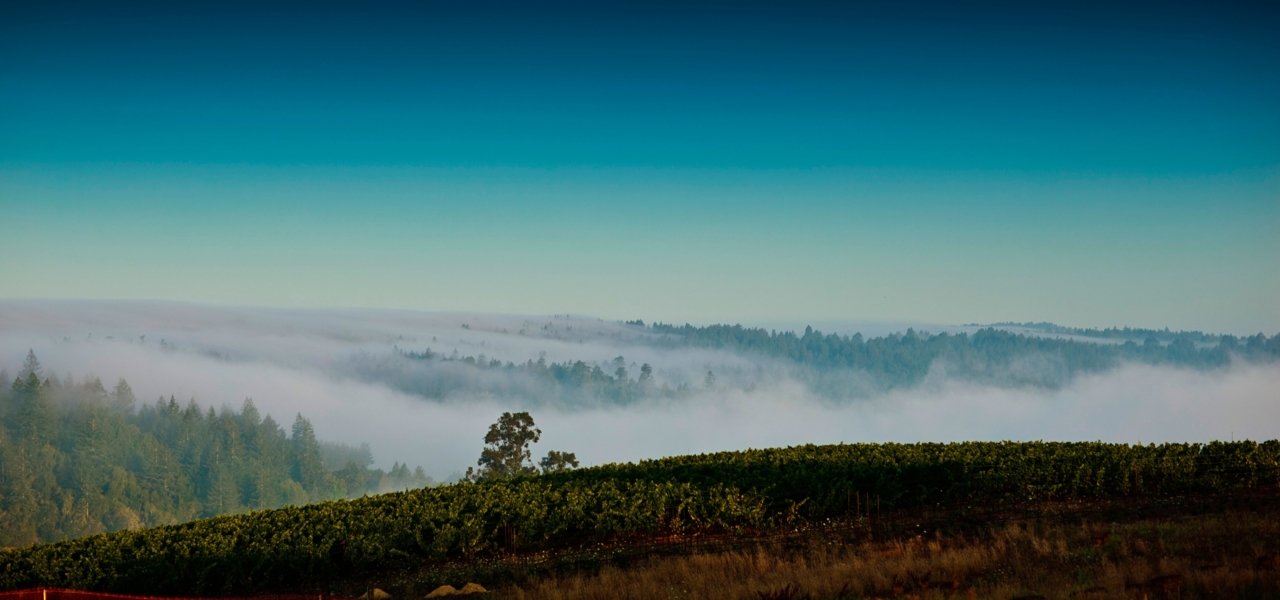 The rolling hills and fog line at the Sonoma Coast Vineyards - The Pivot by Littorai Vineyards
